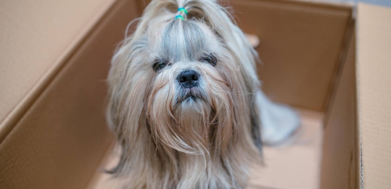 Tiertransport – Regeln für den Sie wissen müssen